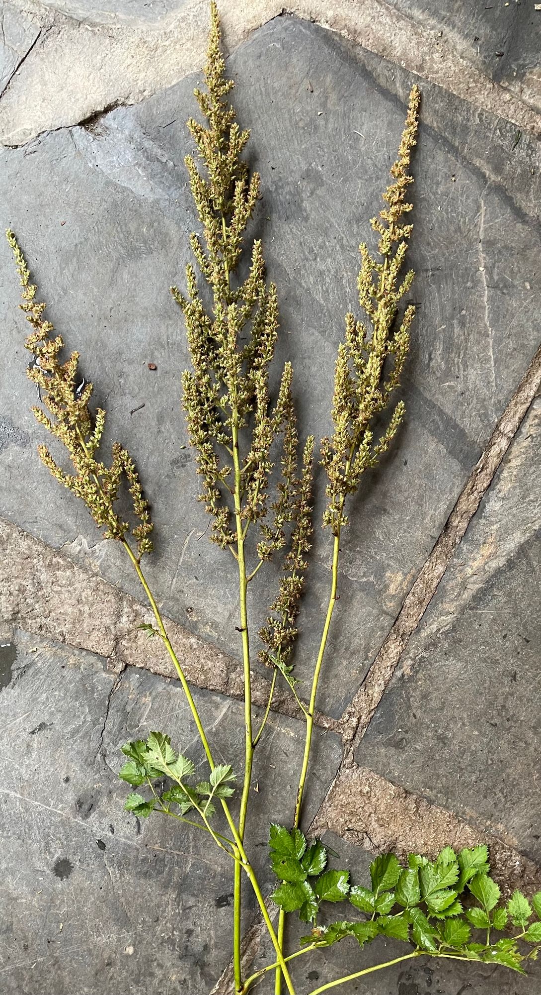 ASTILBE chinensis Milk and Honey