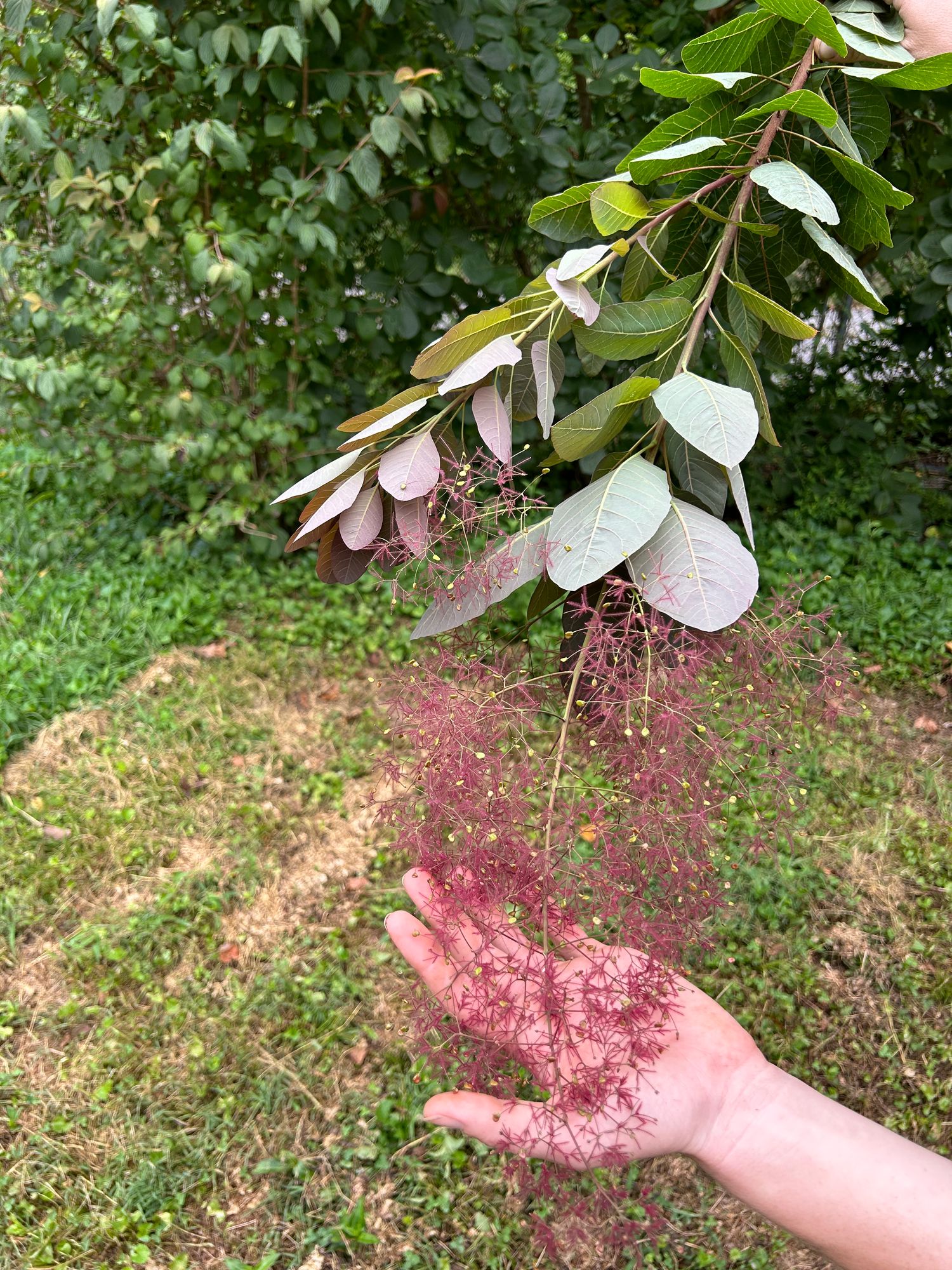COTINUS coggygria Royal Purple