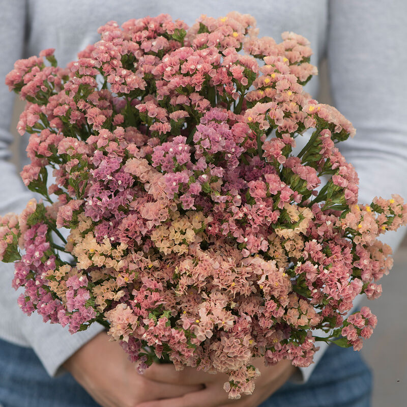 LIMONIUM sinuatum QIS Apricot