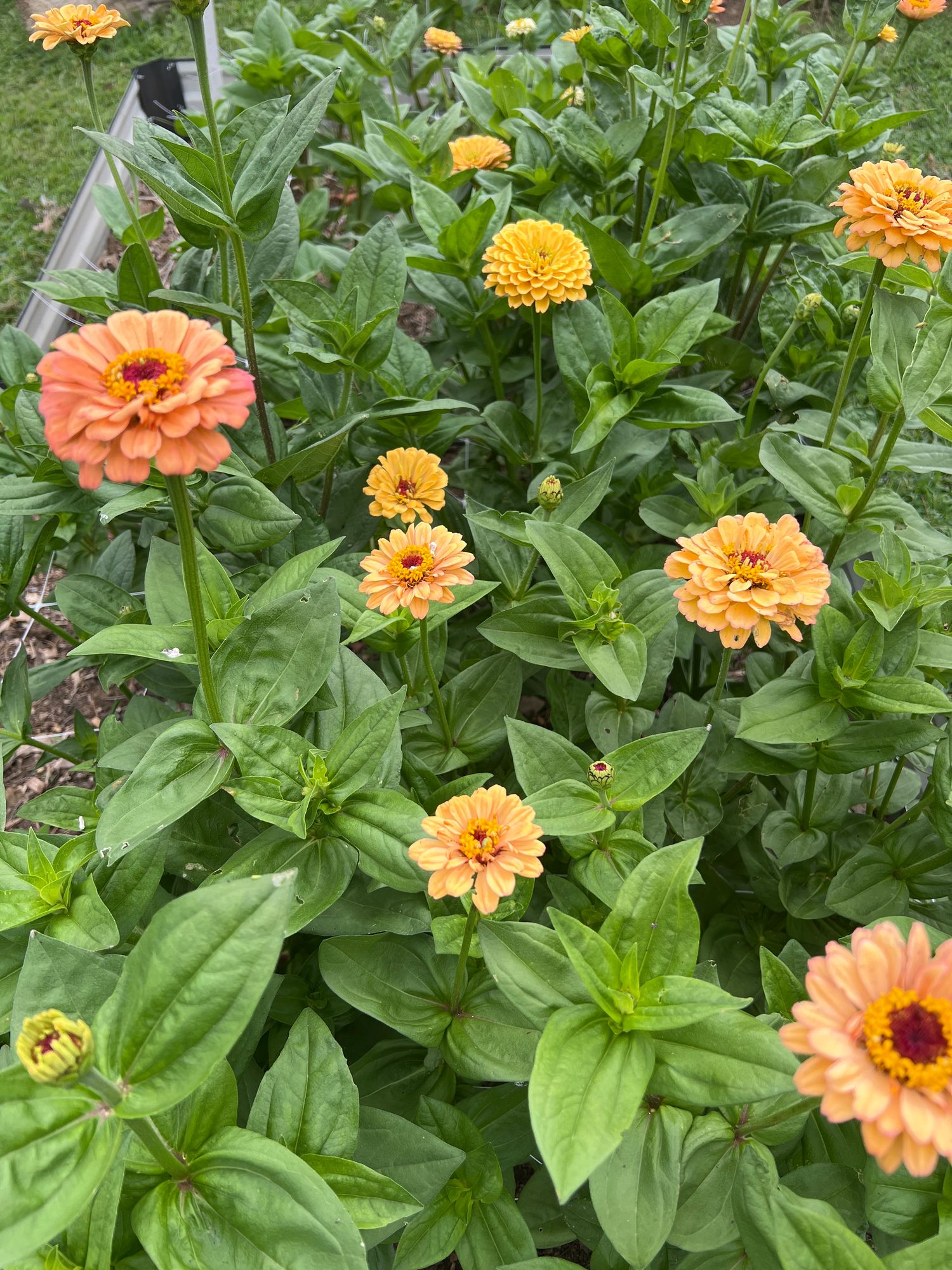 ZINNIA elegans Golden Hour