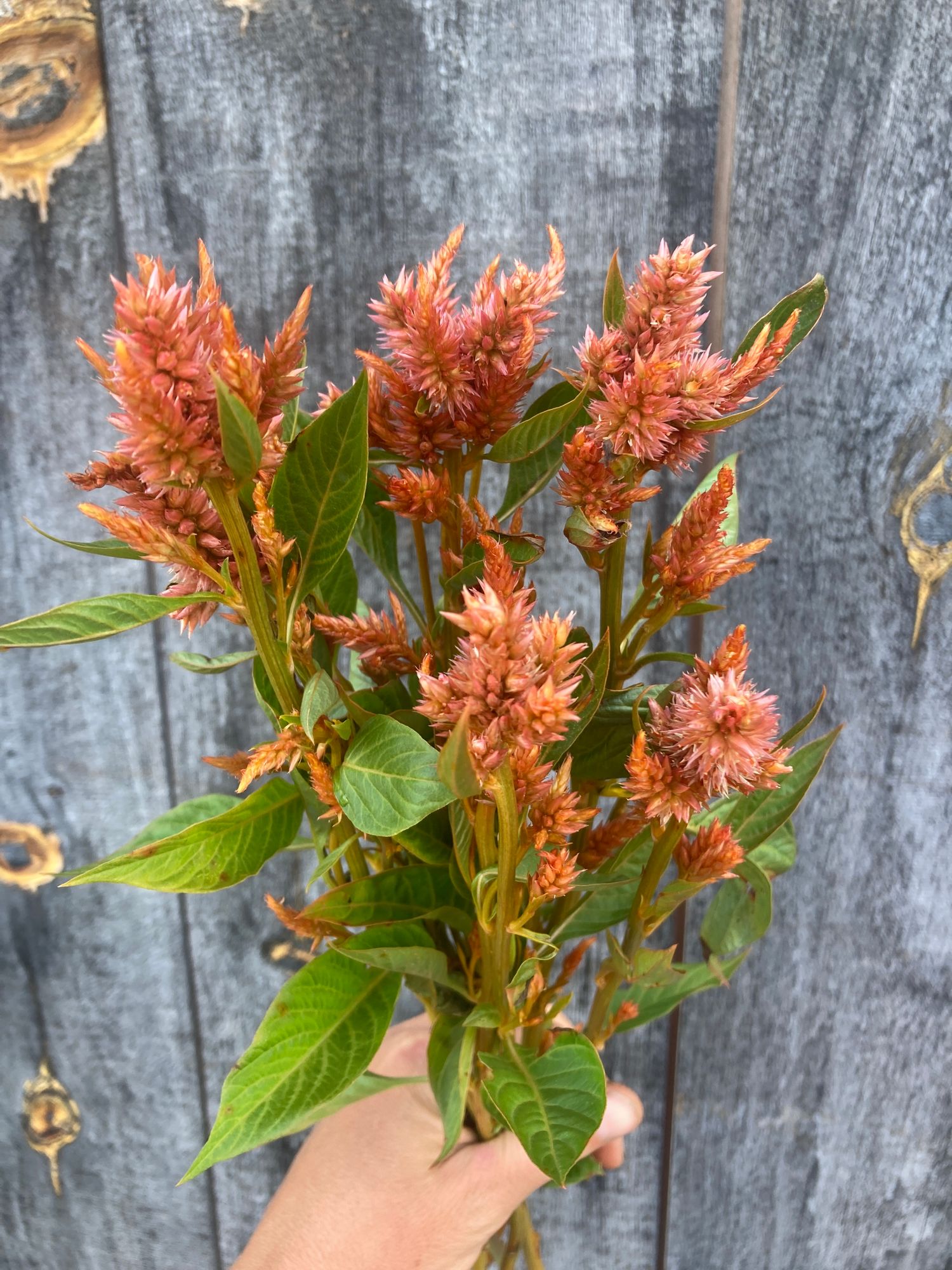 CELOSIA argentea spicata Celway Terracotta