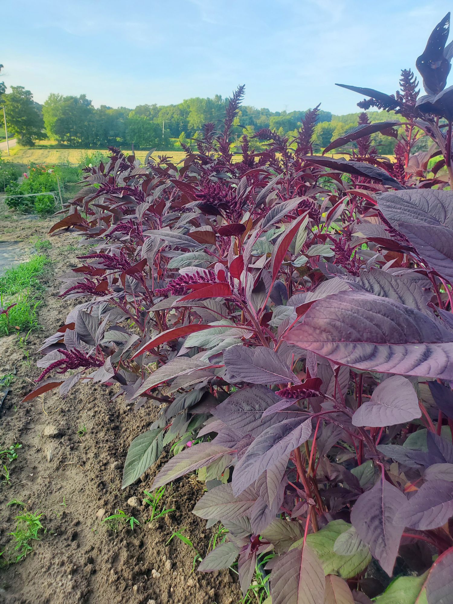 AMARANTHUS cruentus Red Spike