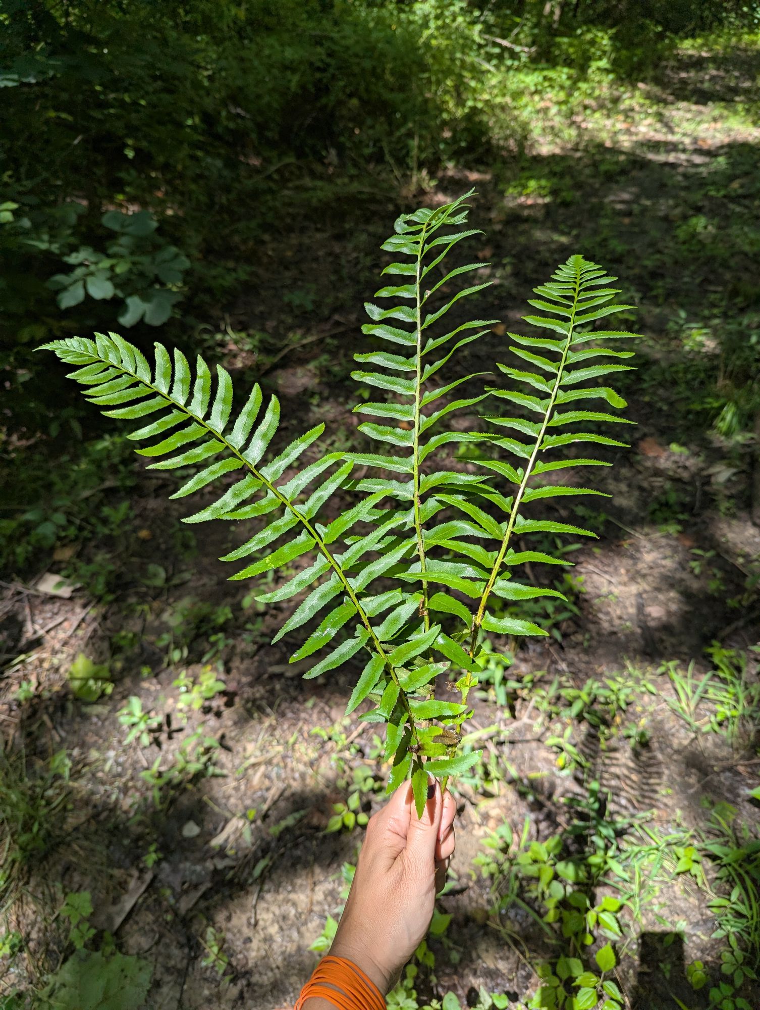 POLYSTICHUM acrostichoides