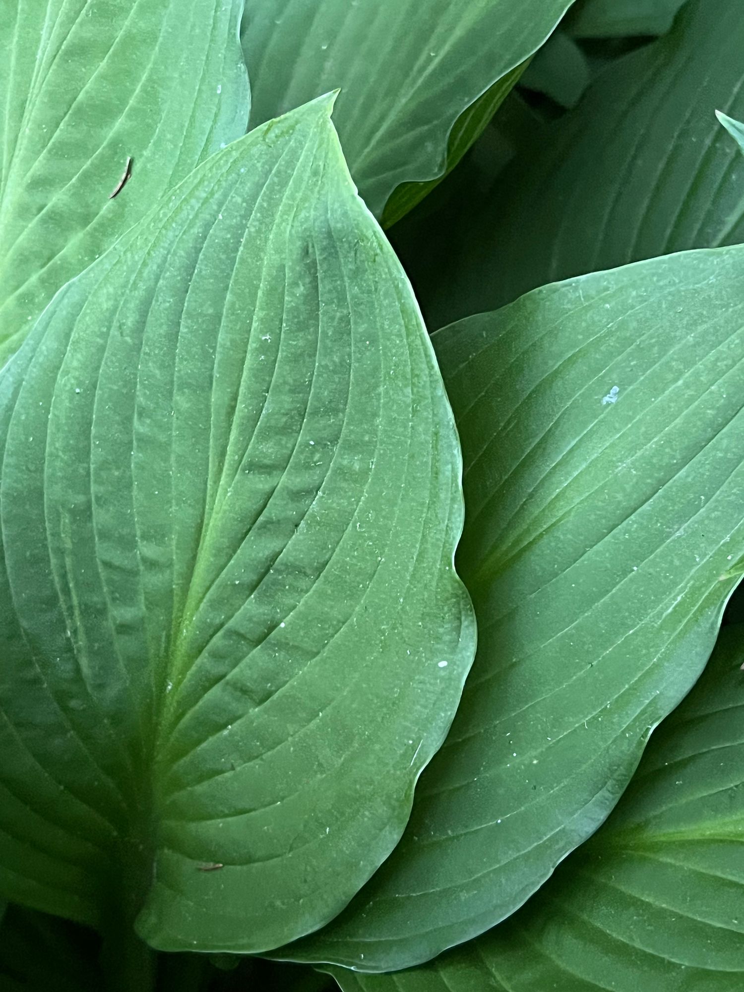 HOSTA elata