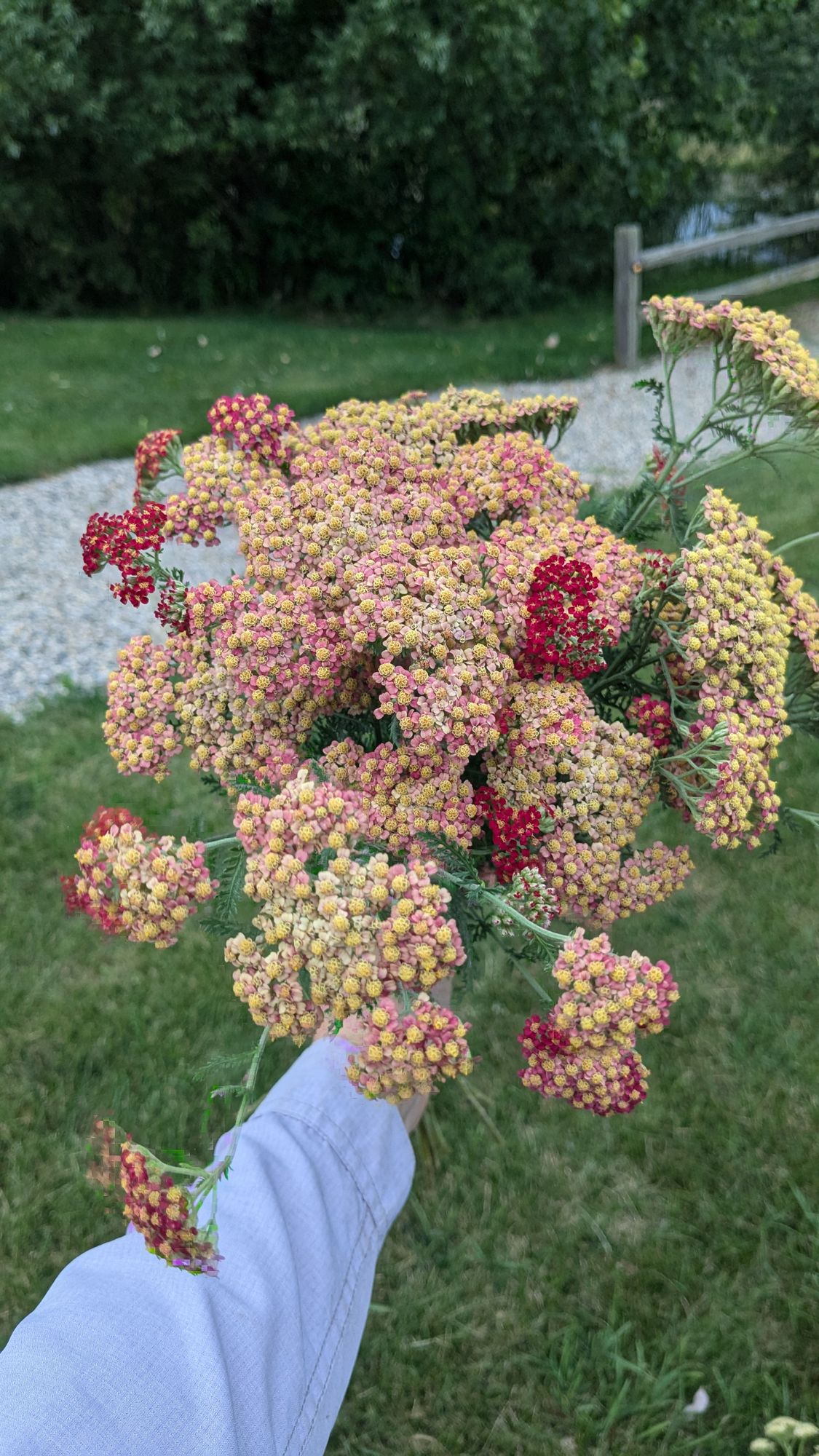 ACHILLEA millefolium