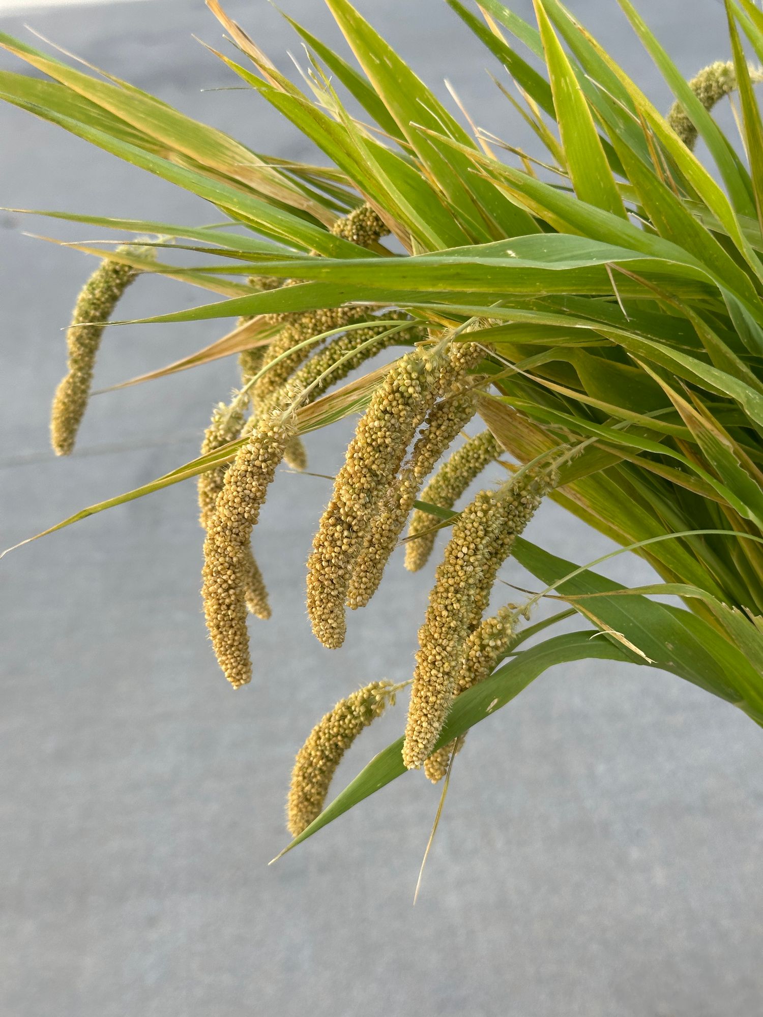 SETARIA italica Lime Light Spray Millet
