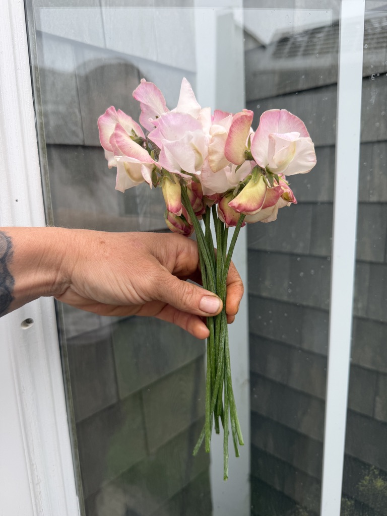 LATHYRUS odoratus Anniversary