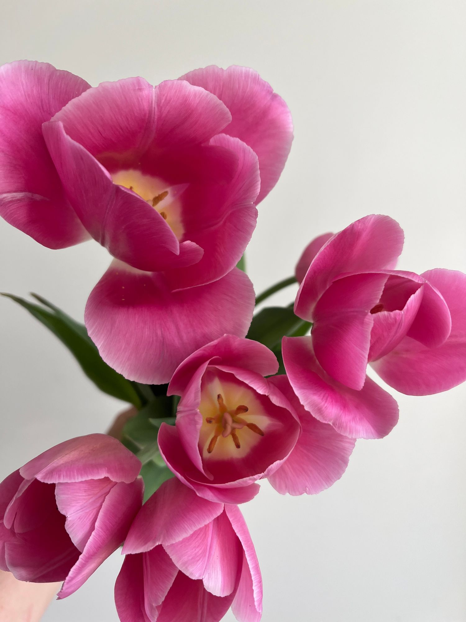 TULIPA