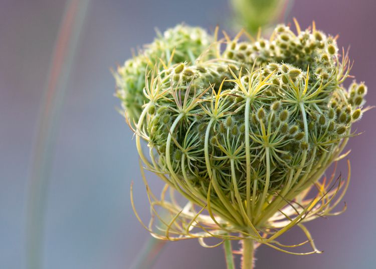 DAUCUS carota var. sativus