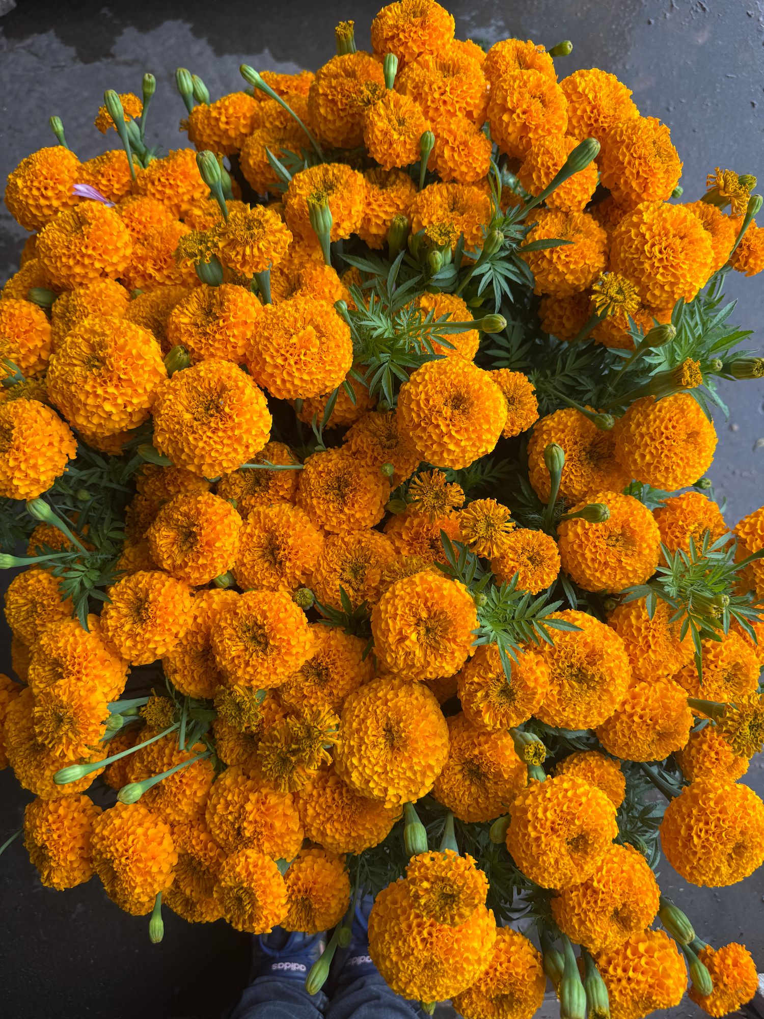 TAGETES erecta