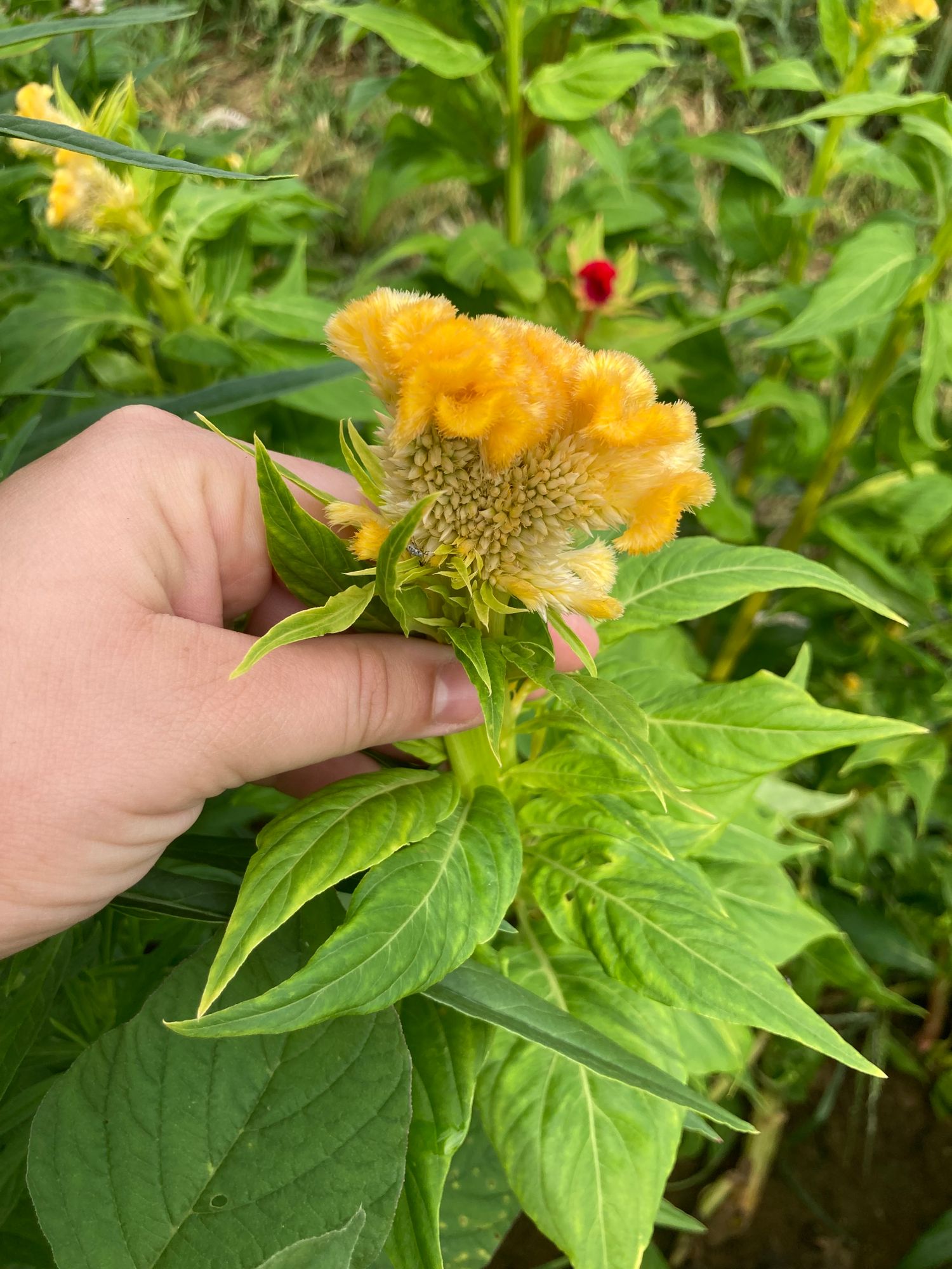 CELOSIA argentea var. cristata