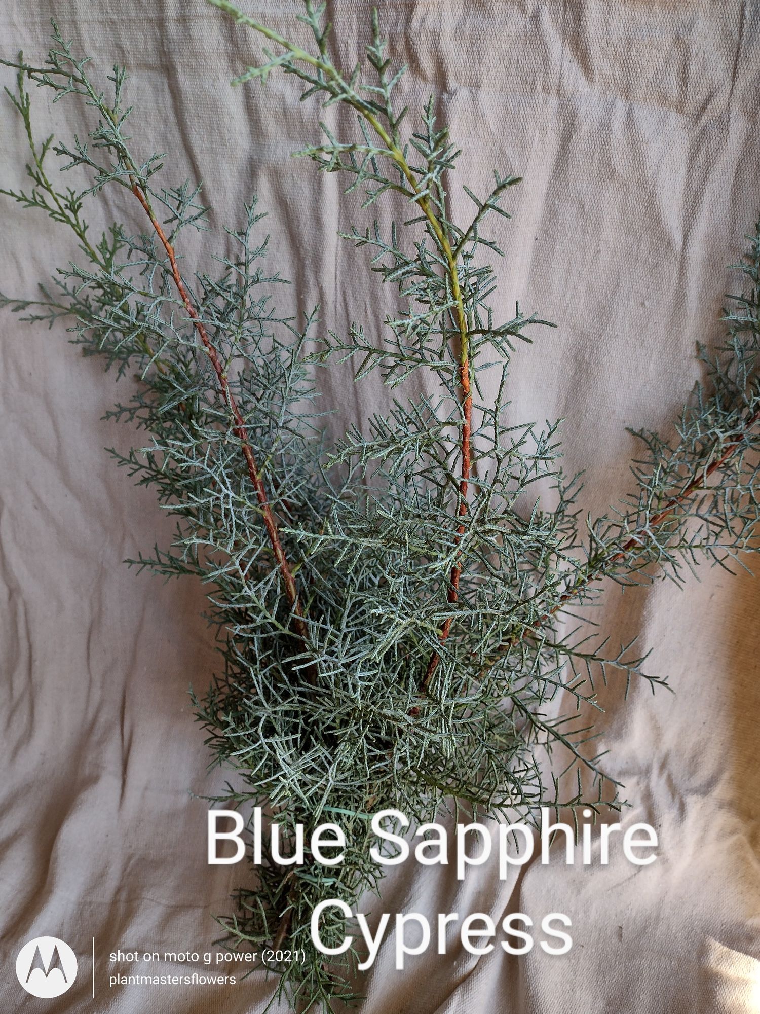 CUPRESSUS arizonica Carolina Sapphire