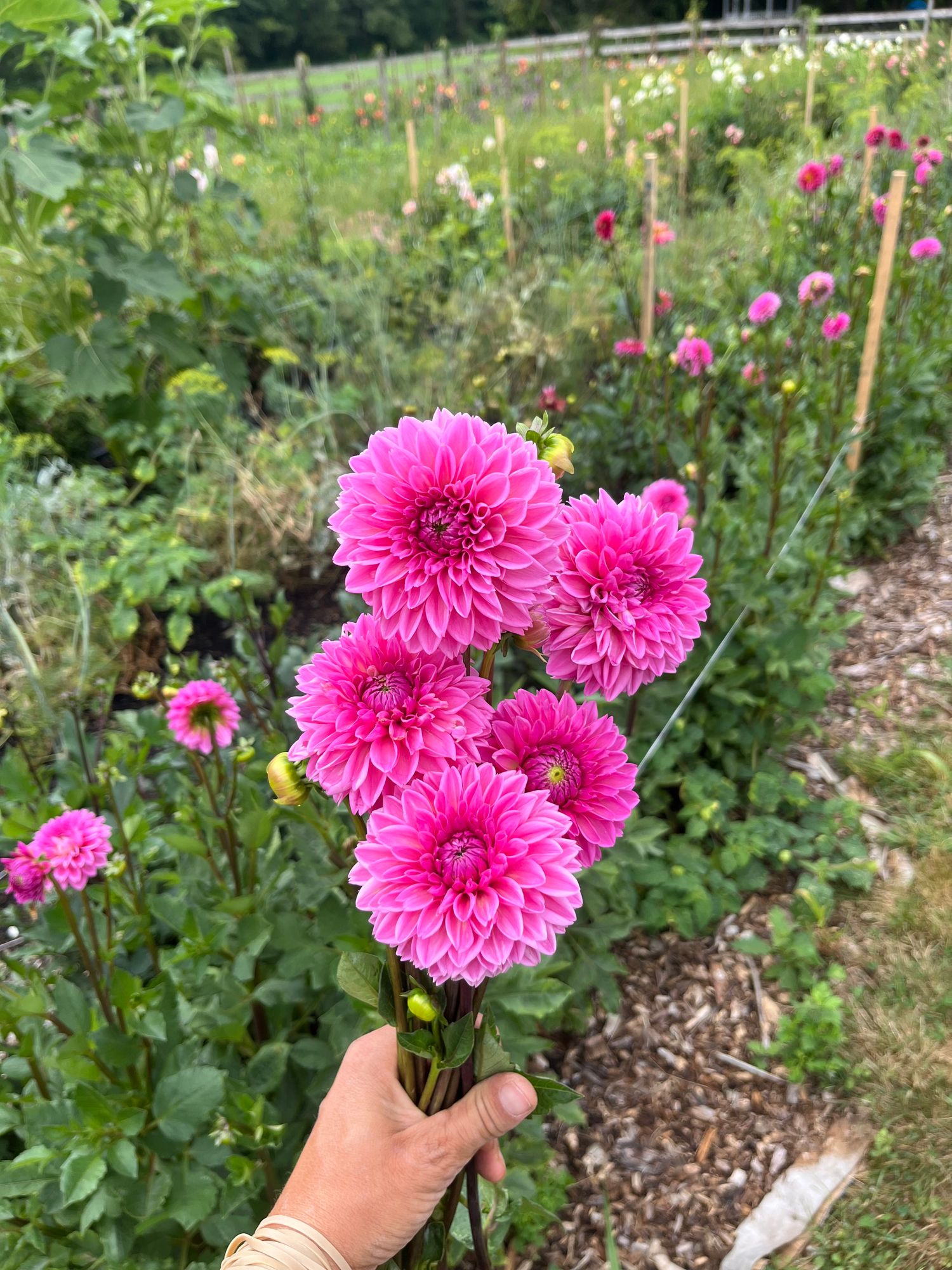 DAHLIA Ball