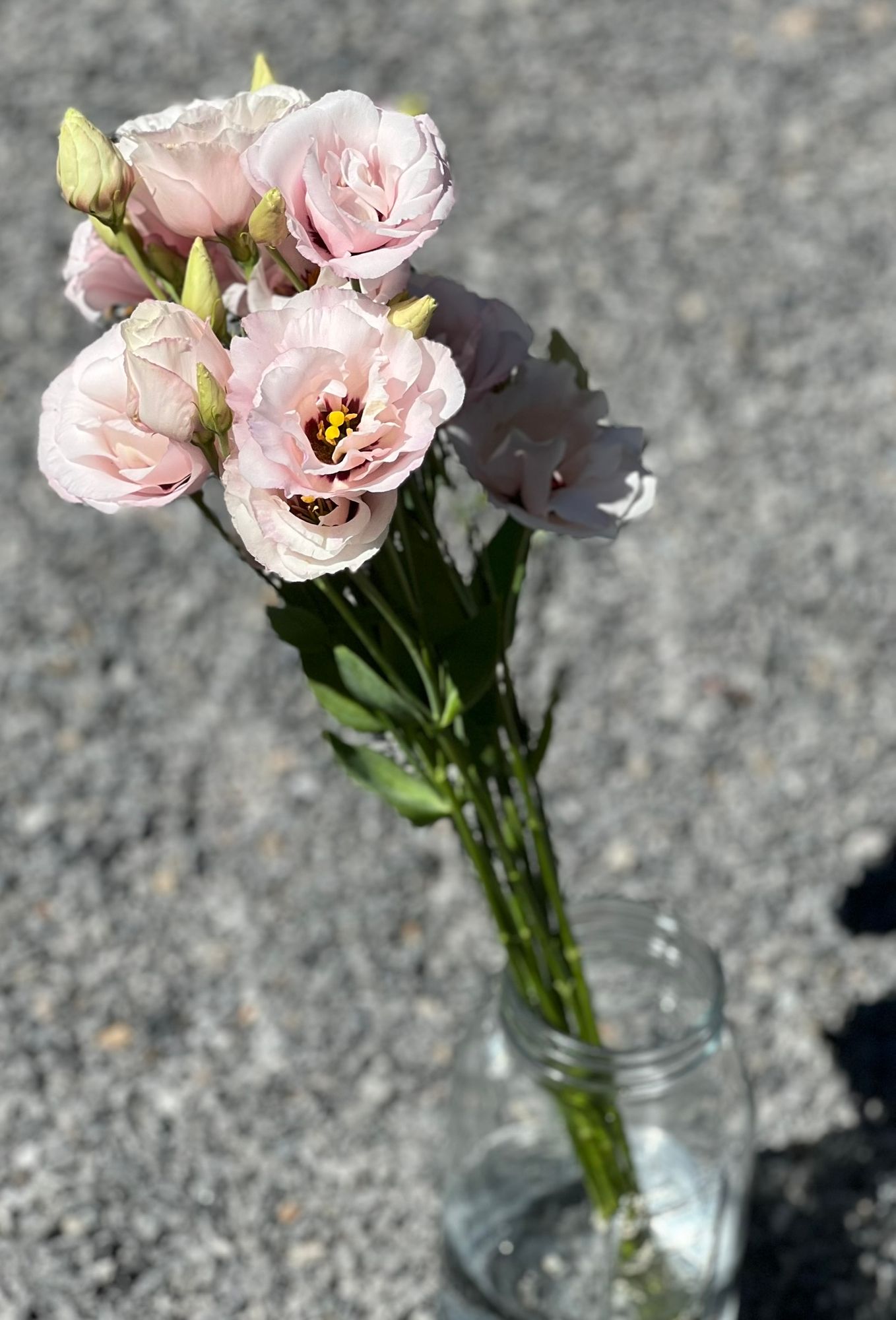 EUSTOMA grandiflorum
