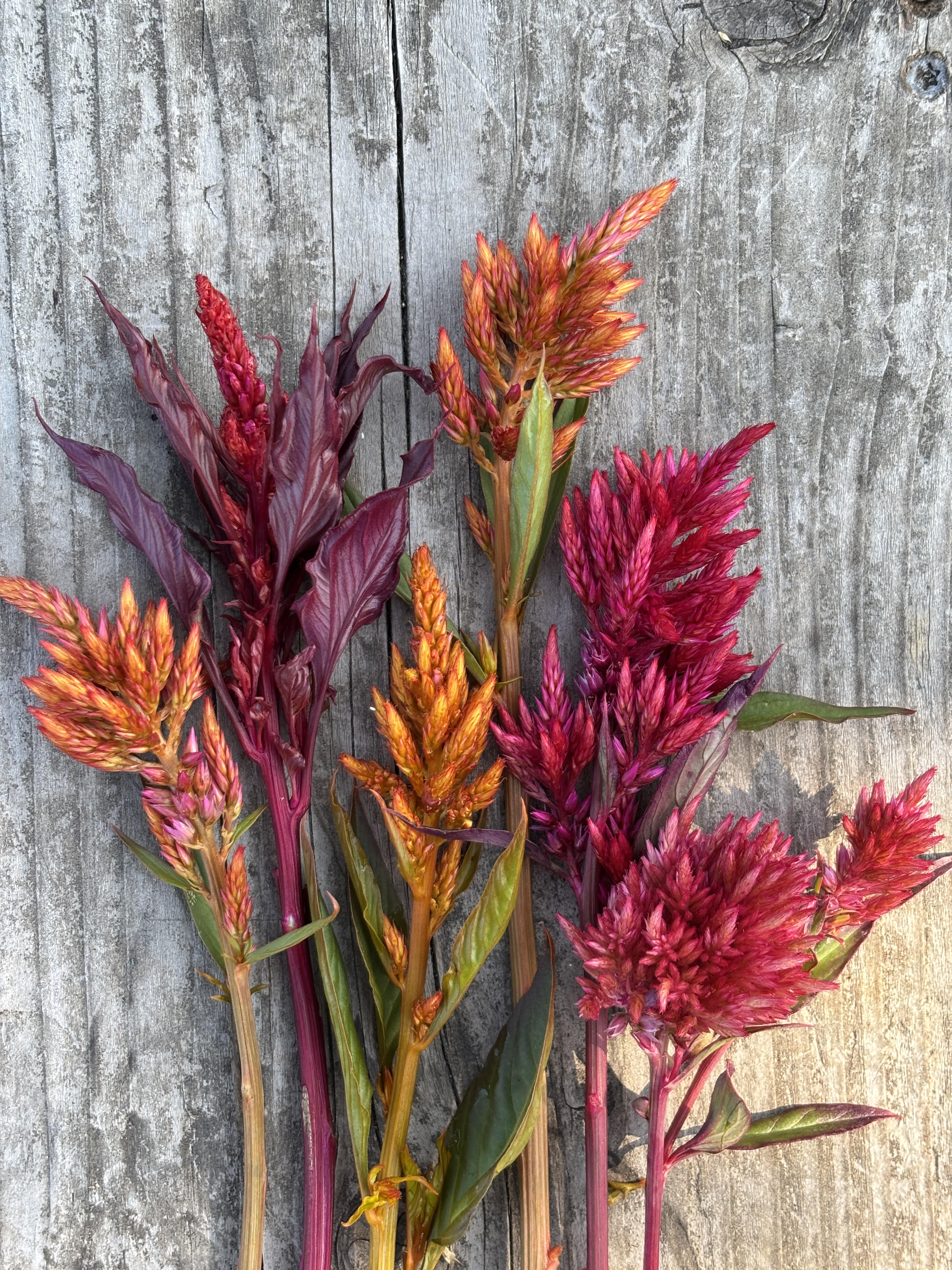 CELOSIA