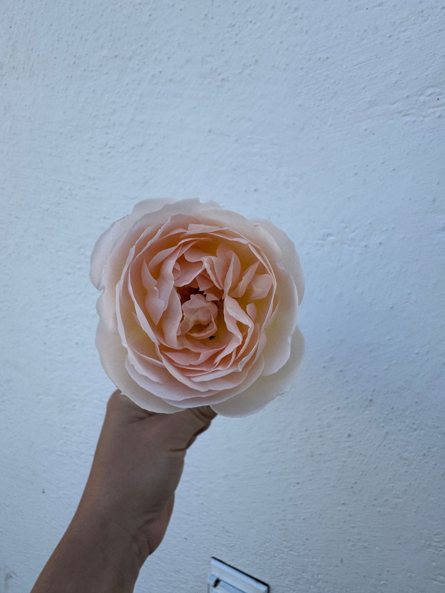 ROSA hybrida Desdemona