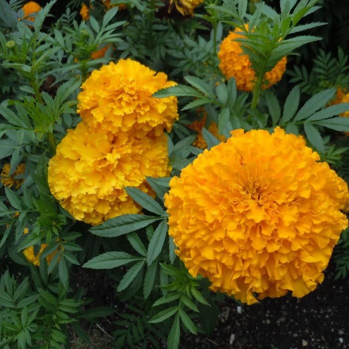 TAGETES erecta Coco