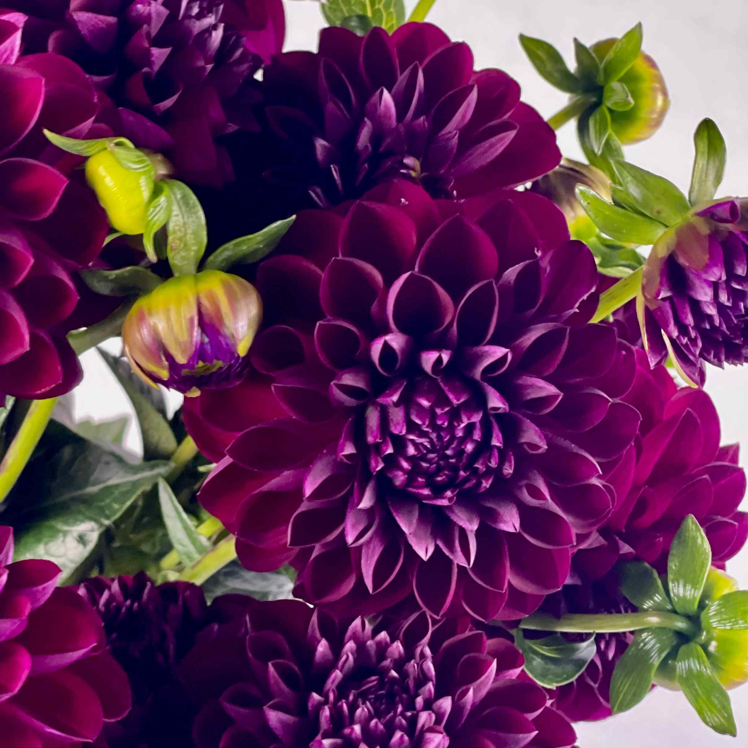 DAHLIA Black Diamond