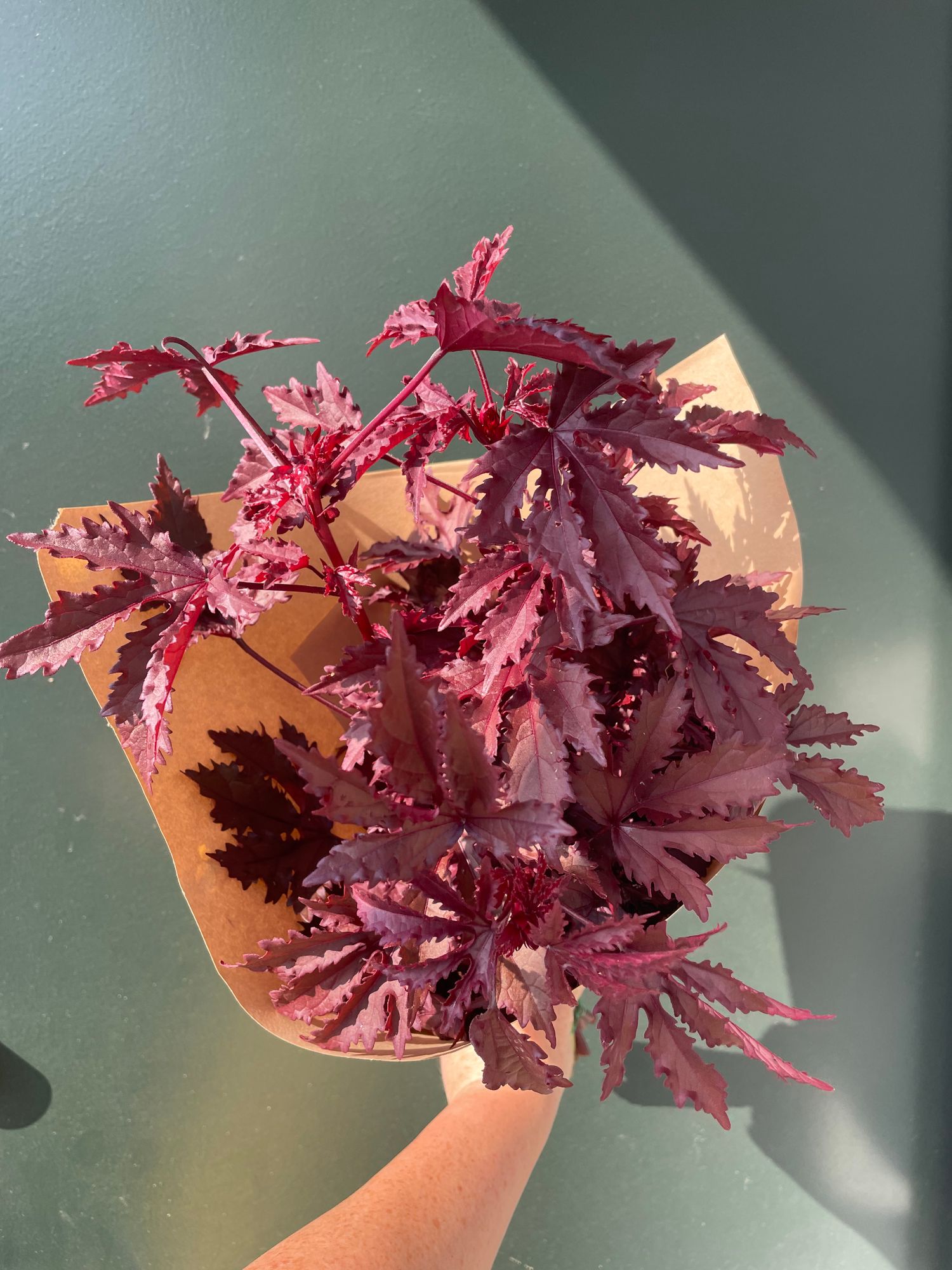 HIBISCUS acetosella