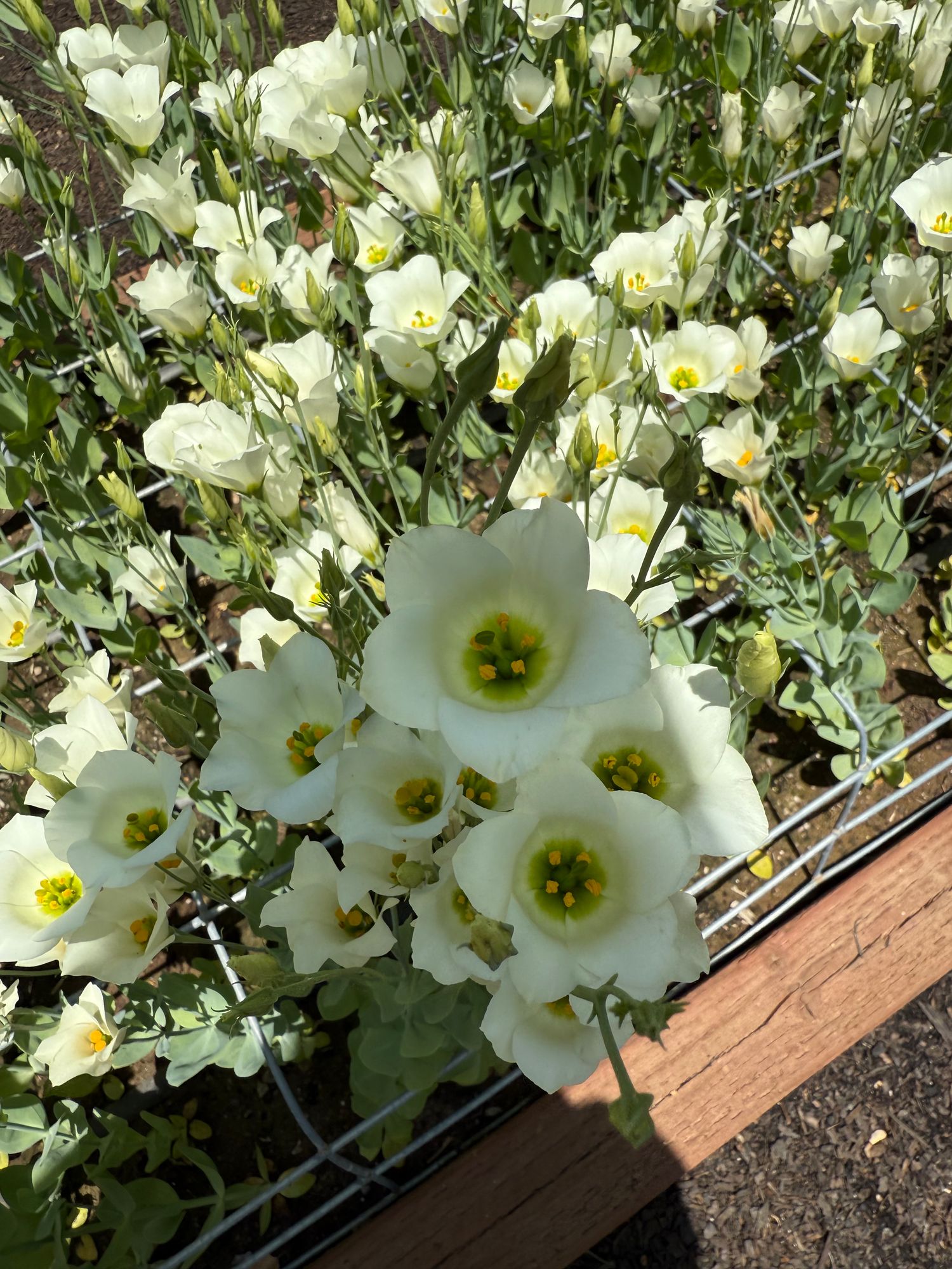 EUSTOMA grandiflorum Macherie