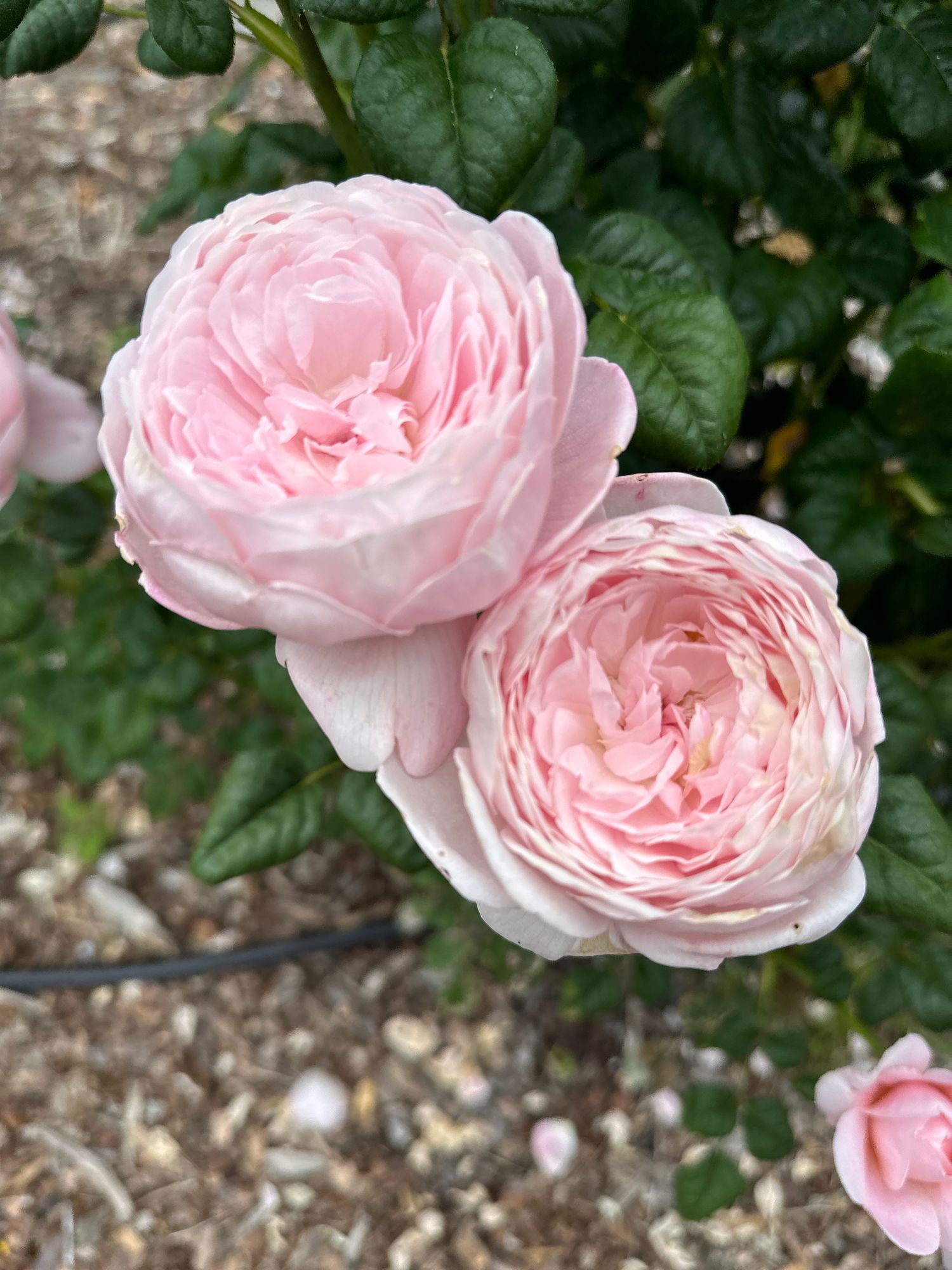 ROSA David Austin