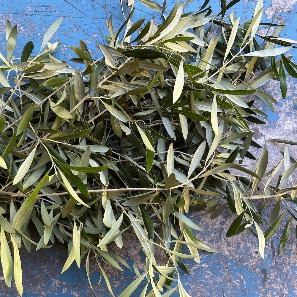 OLEA europaea