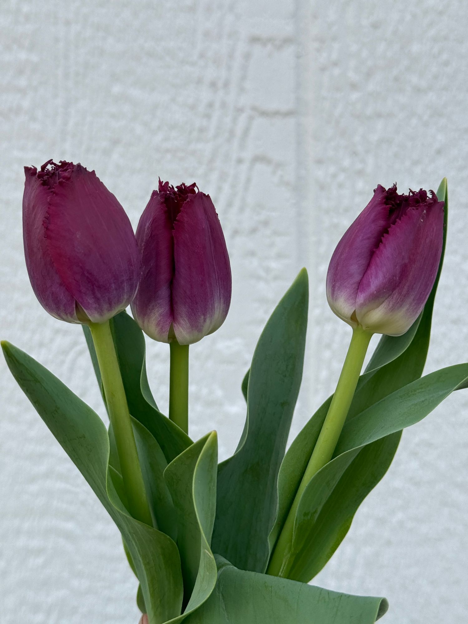 TULIPA