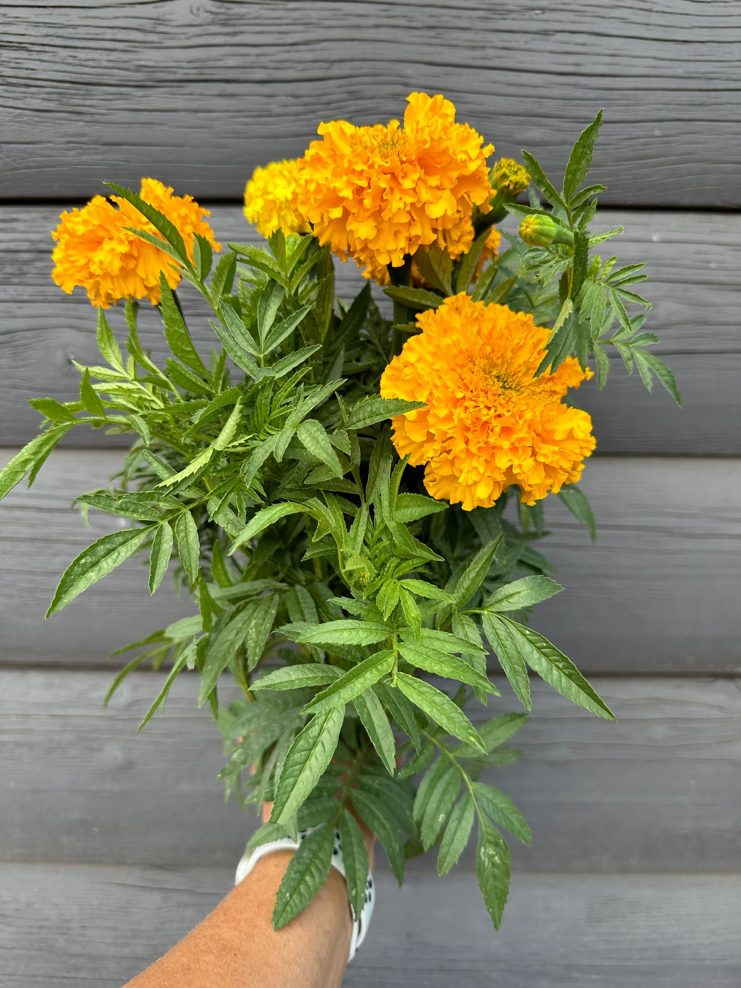 TAGETES erecta Coco