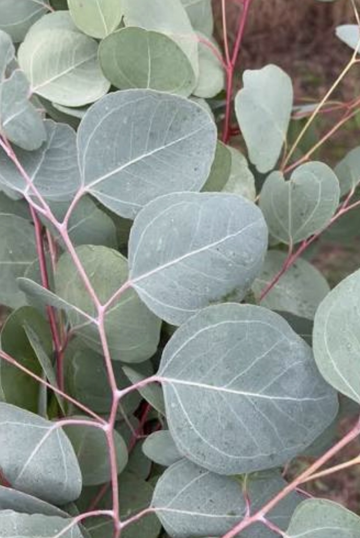 EUCALYPTUS polyanthemos