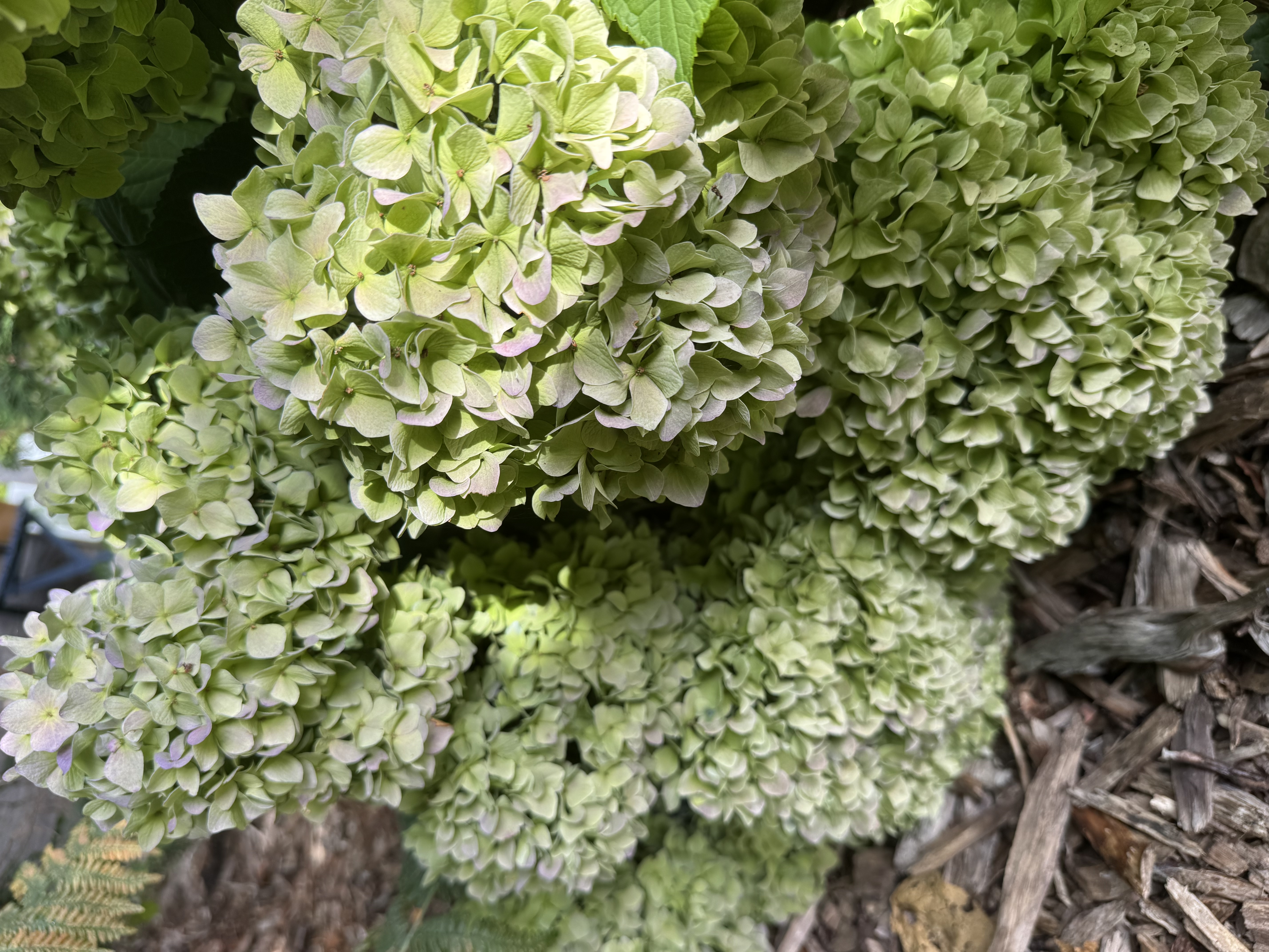 HYDRANGEA
