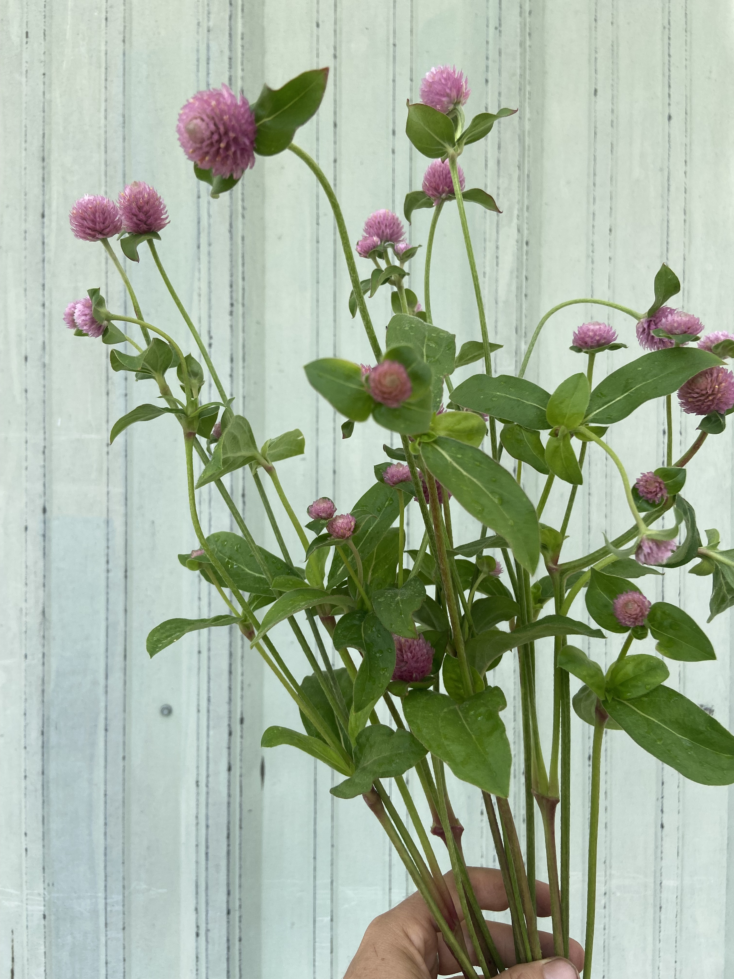 GOMPHRENA globosa Raspberry Cream