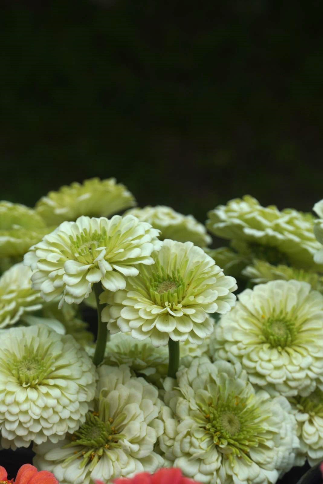 ZINNIA elegans Benary's Giant White