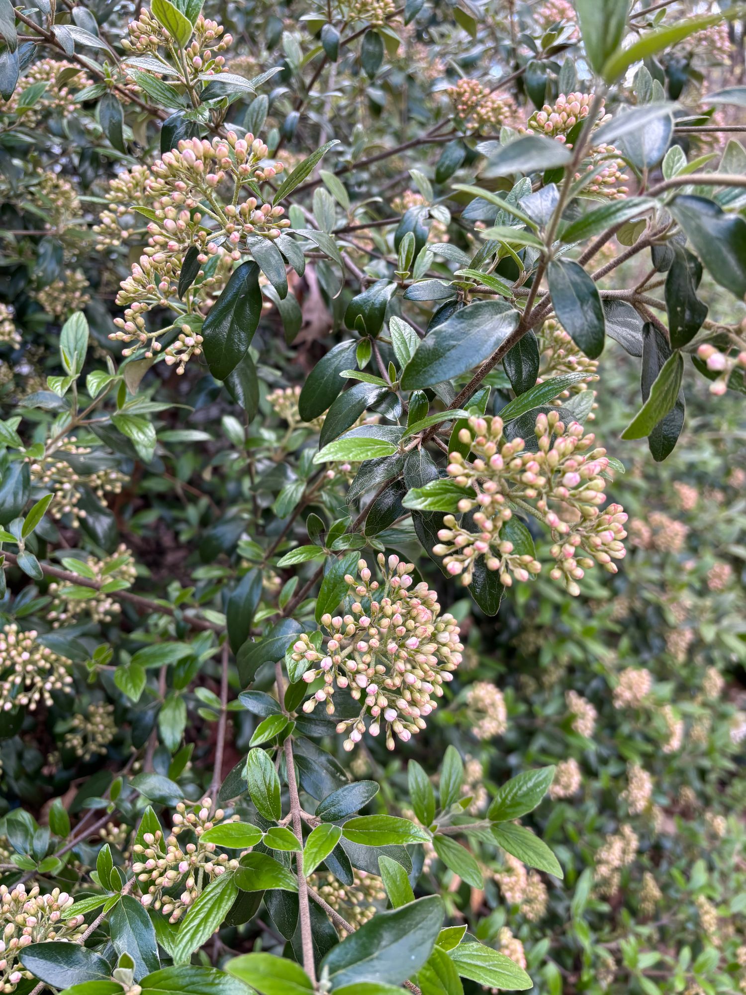 VIBURNUM x burkwoodii