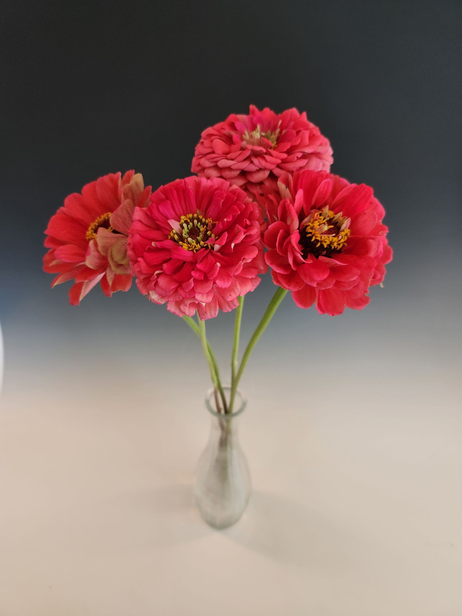 ZINNIA elegans Benarys Giant Coral