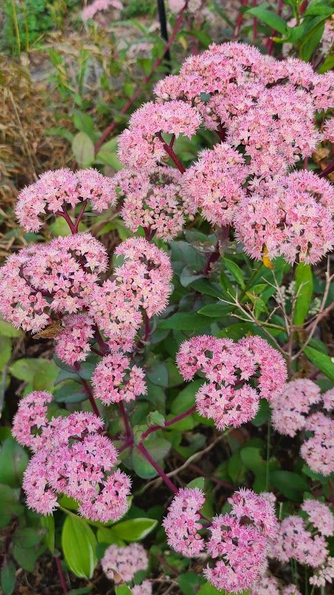 SEDUM montanum