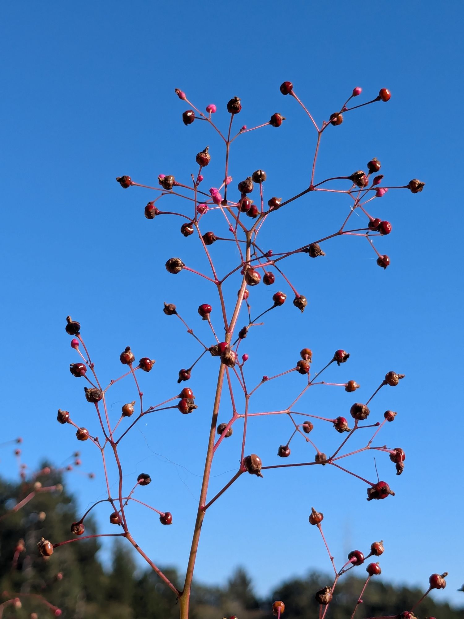 TALINUM paniculatum