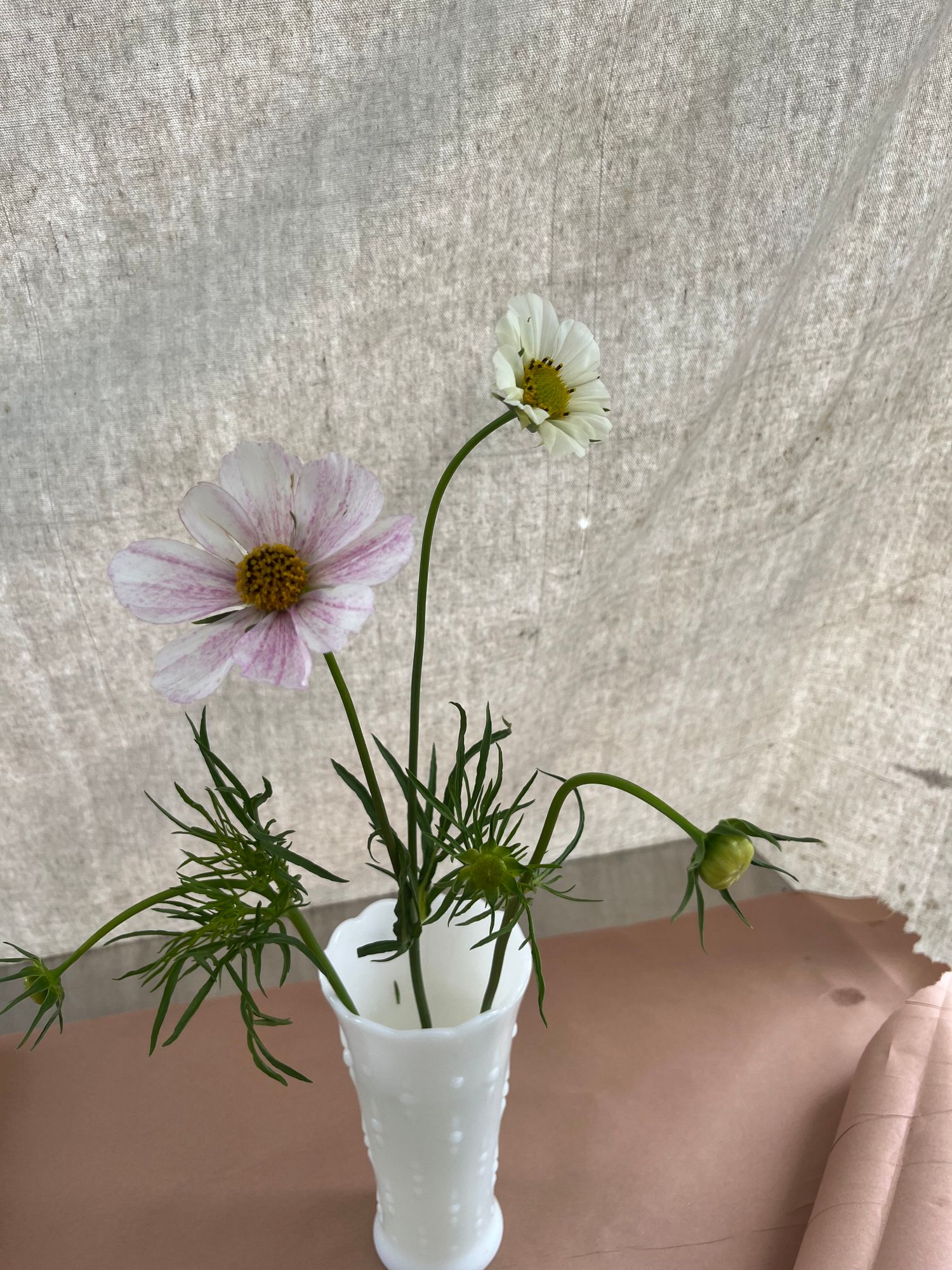 COSMOS bipinnatus Versailles Flush