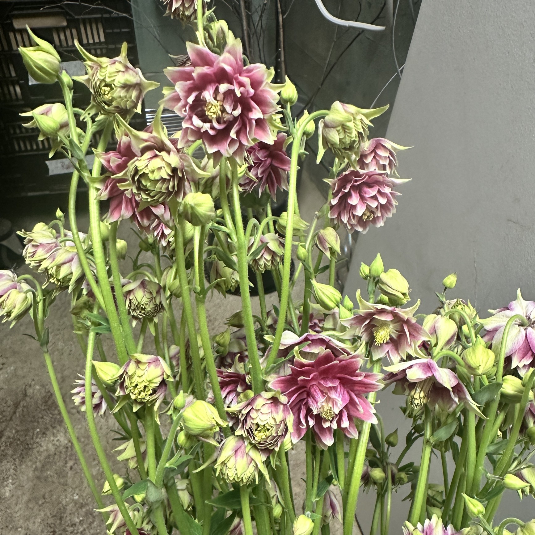 AQUILEGIA vulgaris var. stellata Barlow Formula