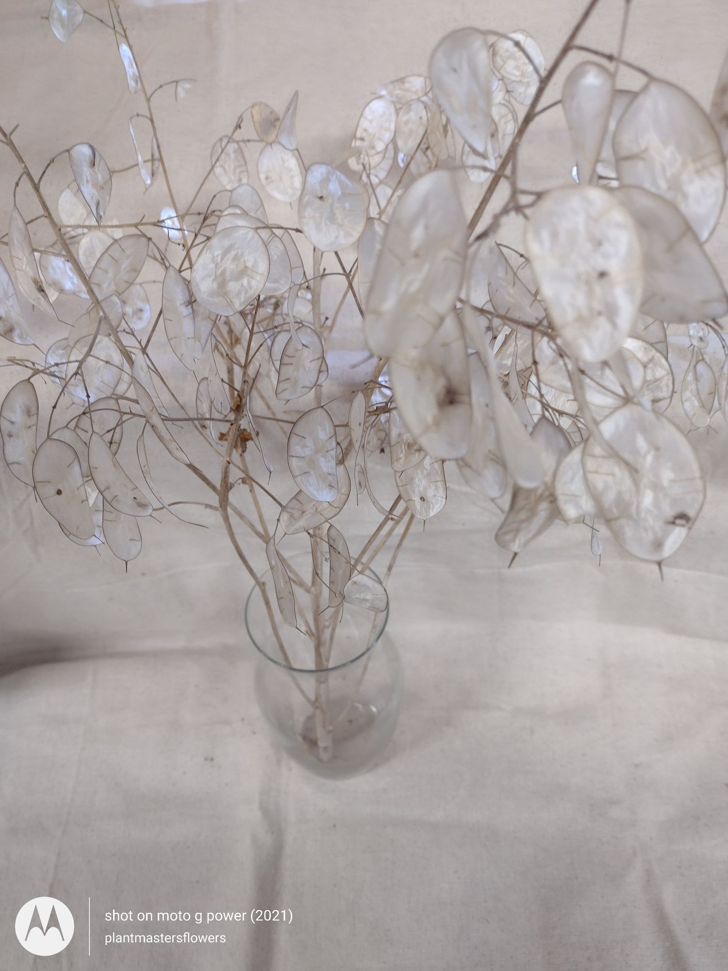 LUNARIA annua