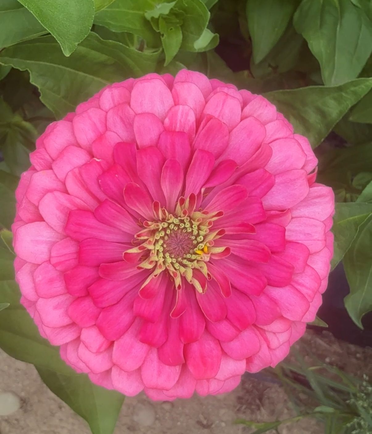 ZINNIA elegans Benarys Giant Carmine Rose