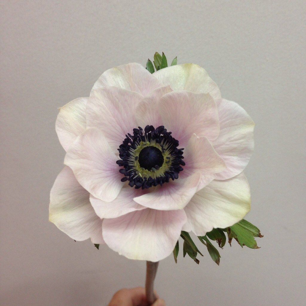 ANEMONE coronaria Galilee Pastel