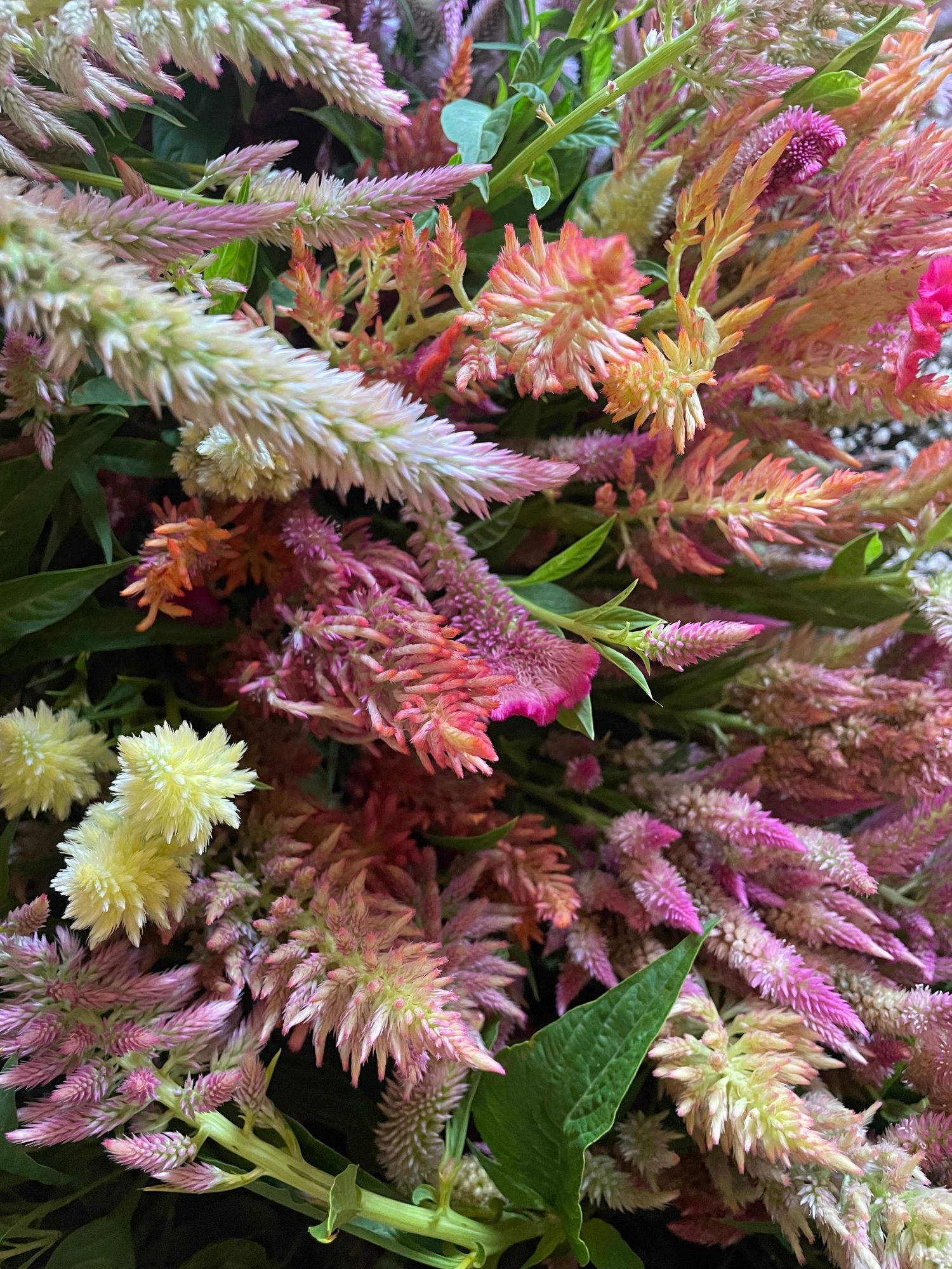 CELOSIA argentea var. plumosa