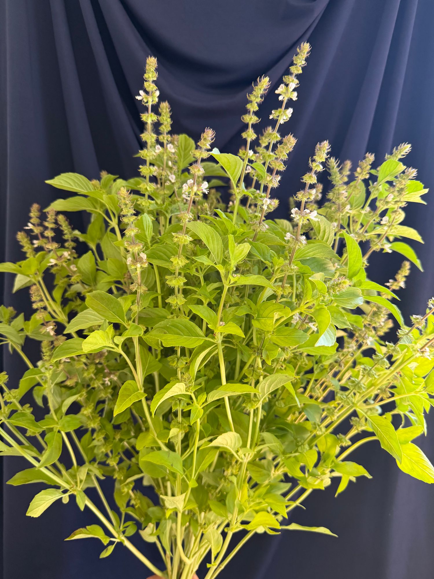 OCIMUM basilicum Citriodora