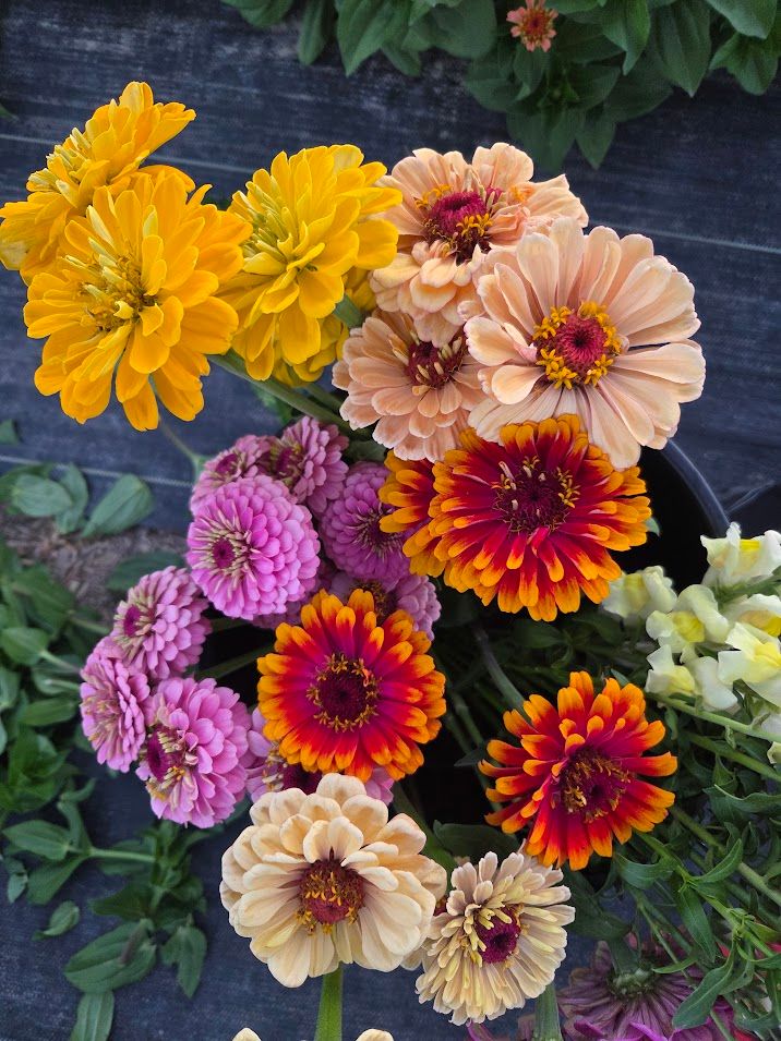 ZINNIA