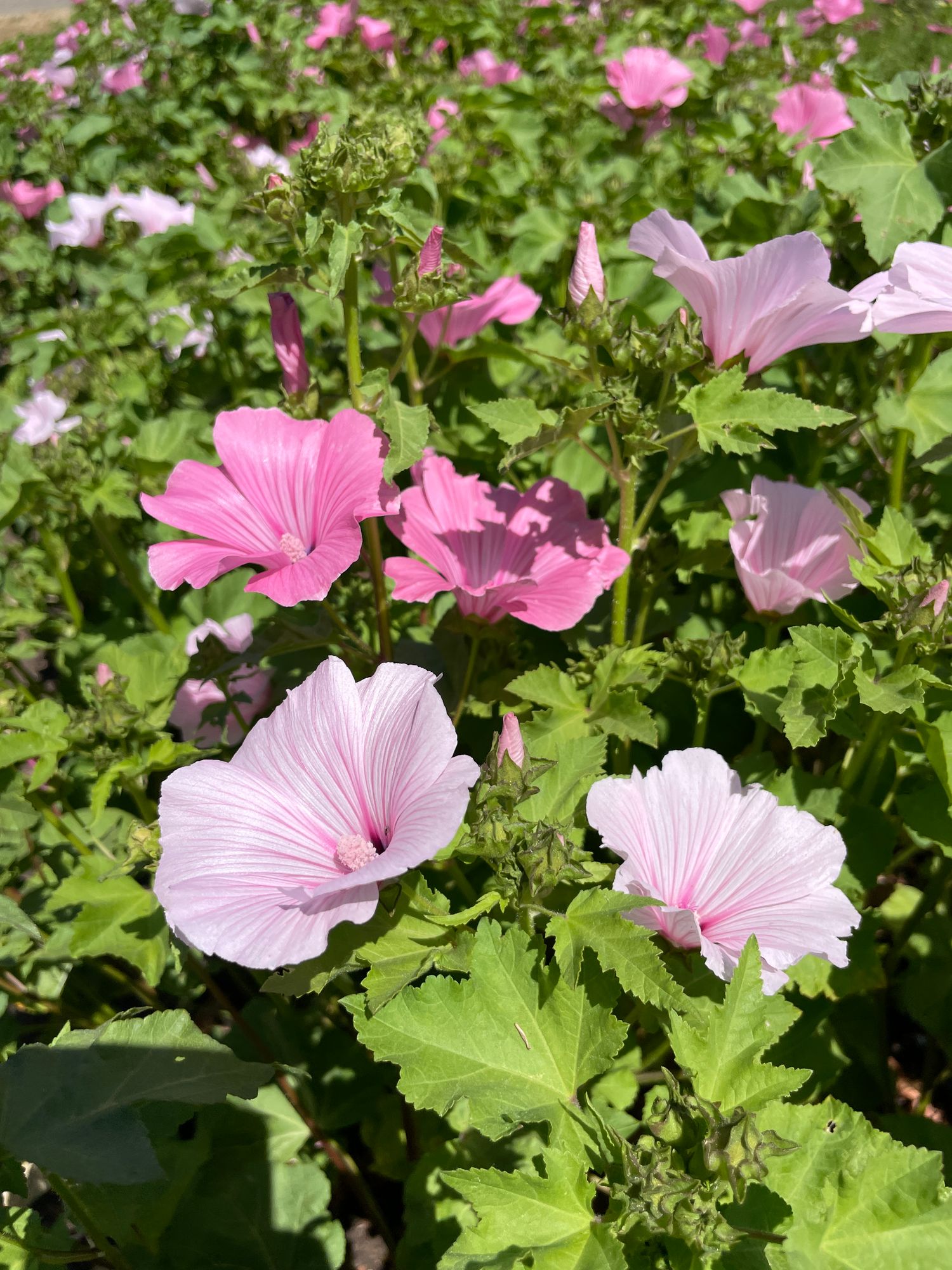 LAVATERA trimestris Pink Blush