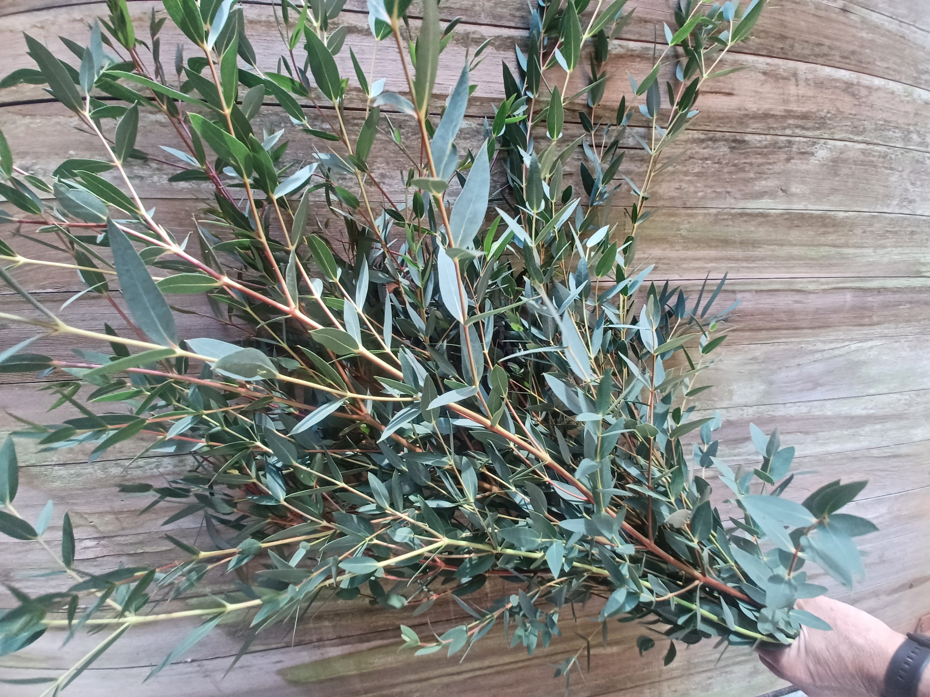 EUCALYPTUS parvula