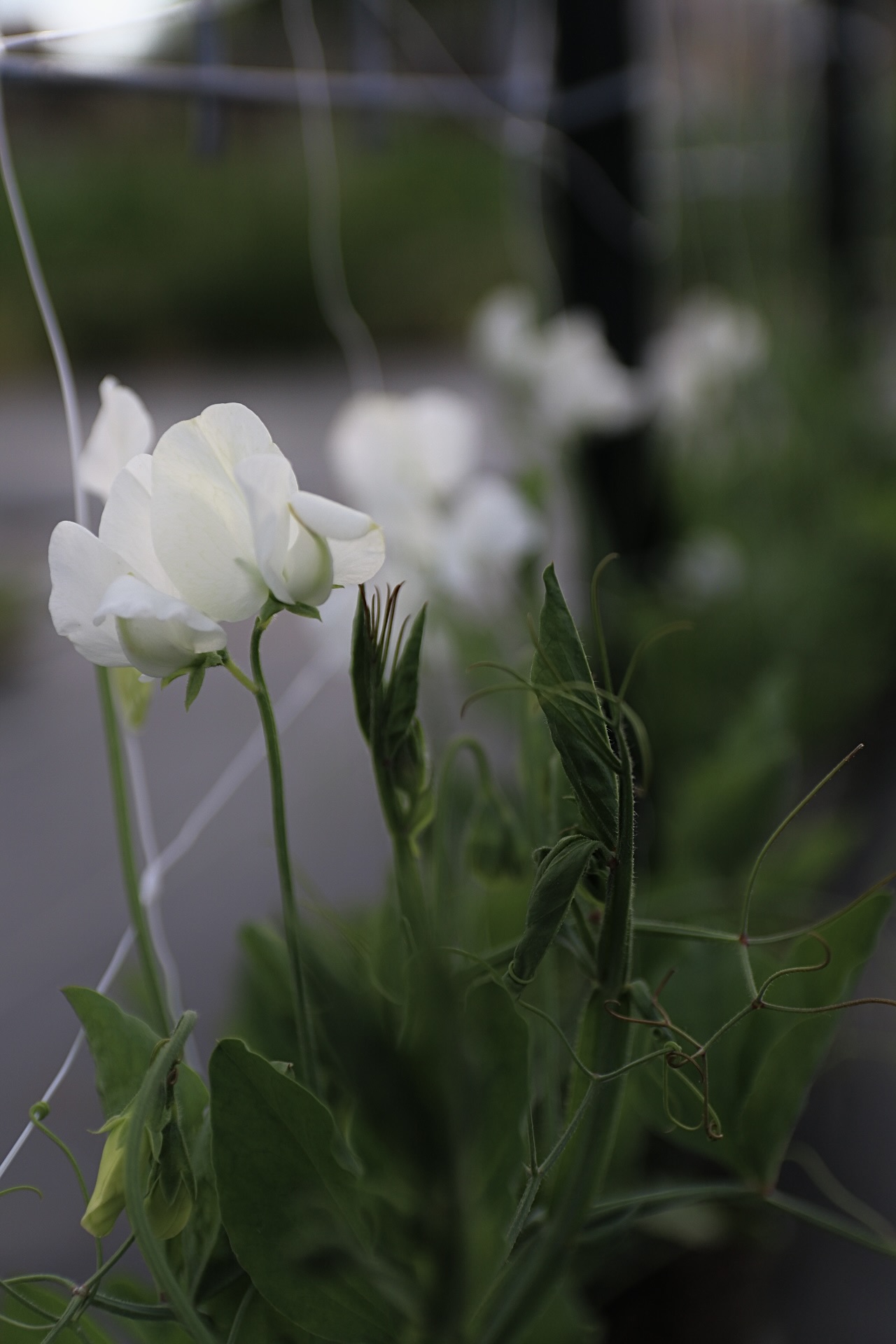 LATHYRUS odoratus