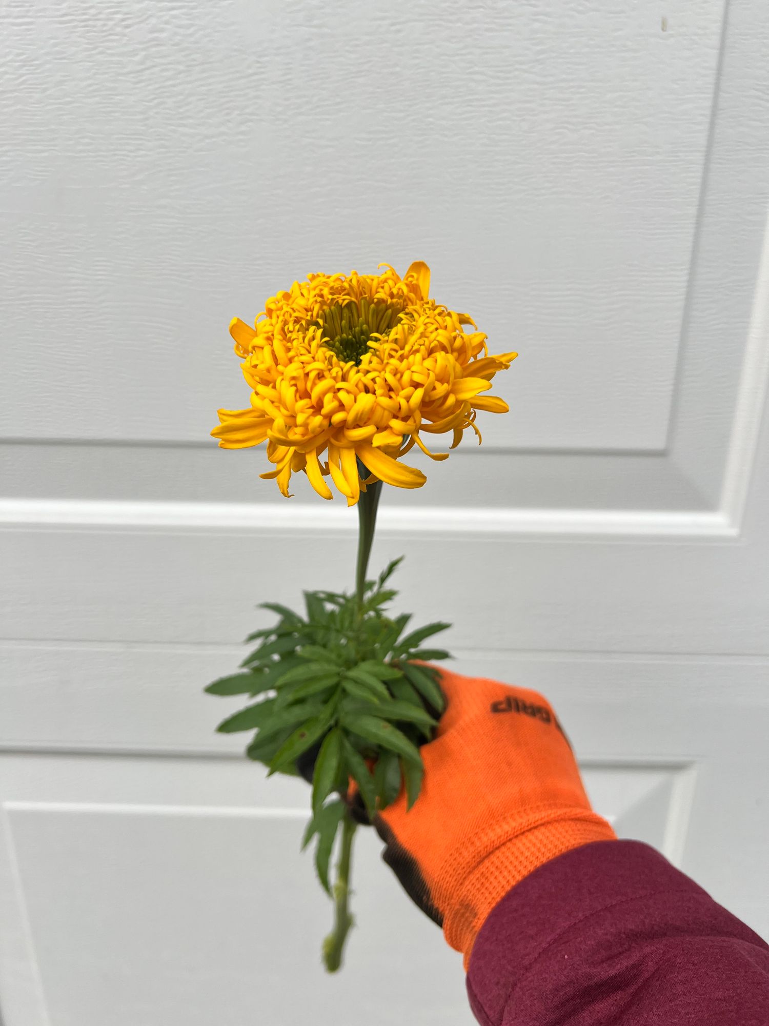 TAGETES erecta