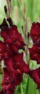 GLADIOLUS Black Sea