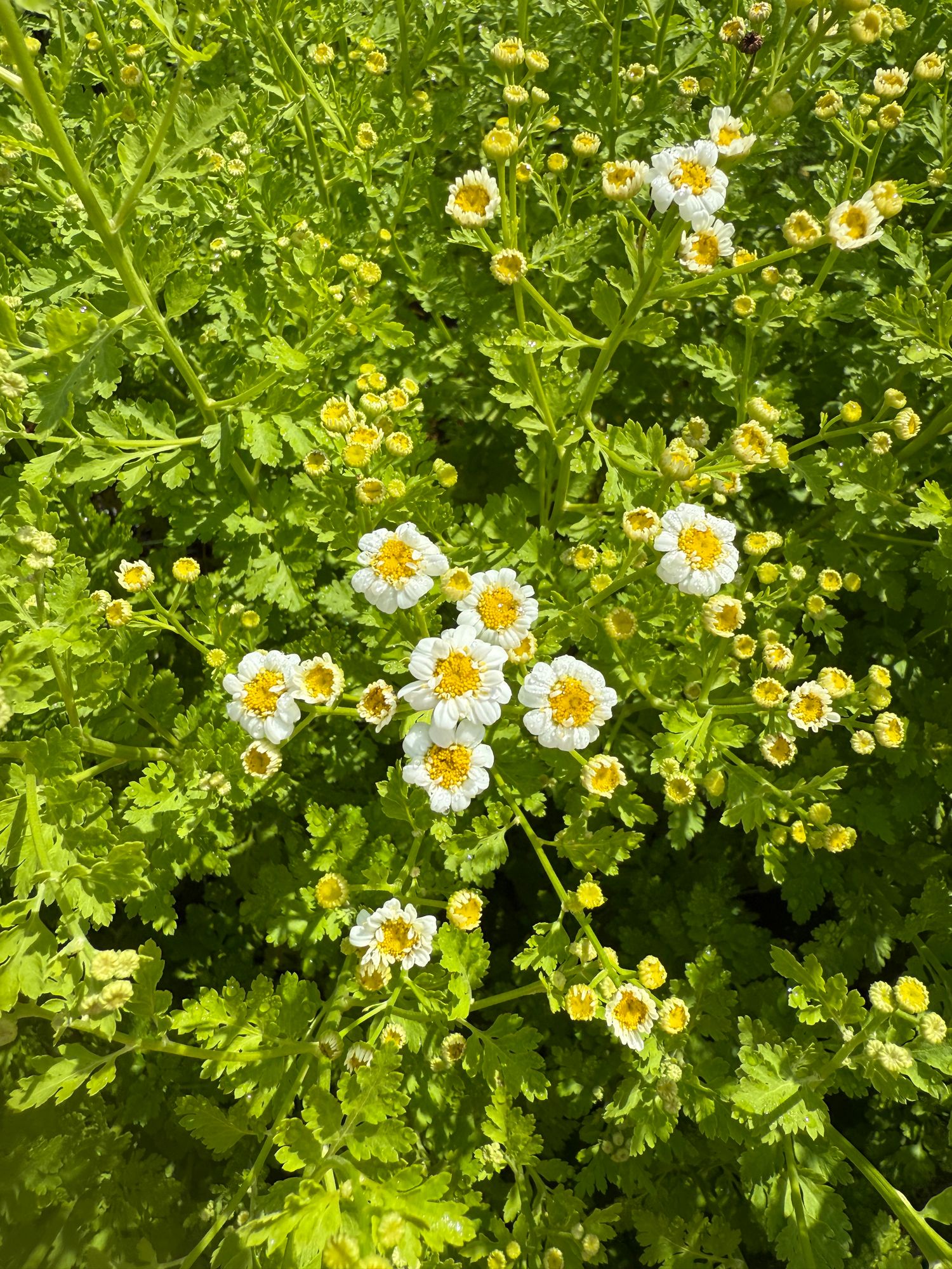 TANACETUM parthenium Magic Single